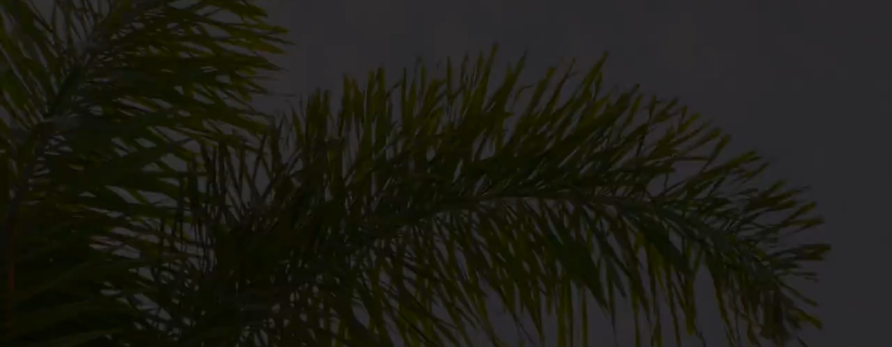 a palm tree